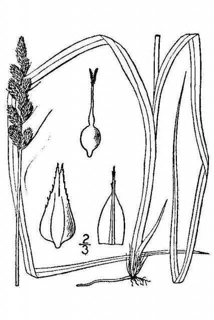 http://plants.usda.gov/java/largeImage?imageID=case22_001_avd.tif