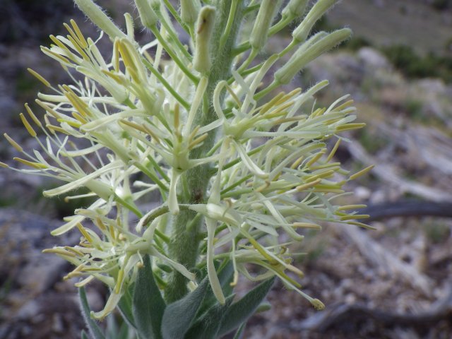 http://commons.wikimedia.org/wiki/File:Stanleya_tomentosa_(7346786992).jpg