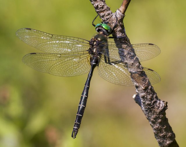 http://www.inaturalist.org/photos/1351086