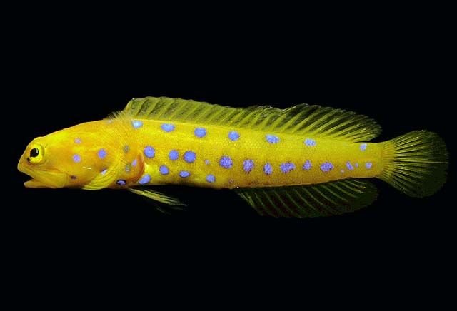 http://neotropicalfishes.myspecies.info/taxonomy/term/31723