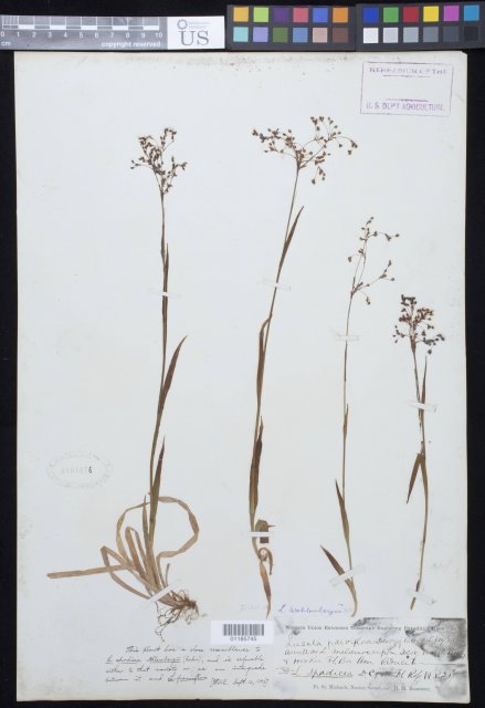 http://collections.mnh.si.edu/search/botany/?irn=10889057