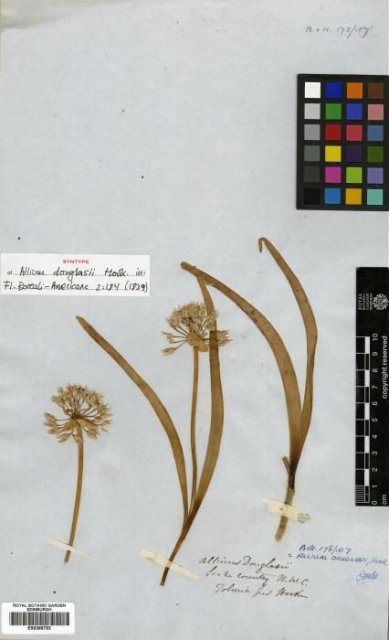 http://elmer.rbge.org.uk/bgbase/vherb/bgbasevherb.php?cfg=bgbase/vherb/bgbasevherb.cfg&specimens_barcode=E00386783