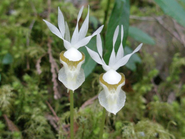 http://commons.wikimedia.org/wiki/File:Calypso_bulbosa_var._occidentalis_(3).jpg