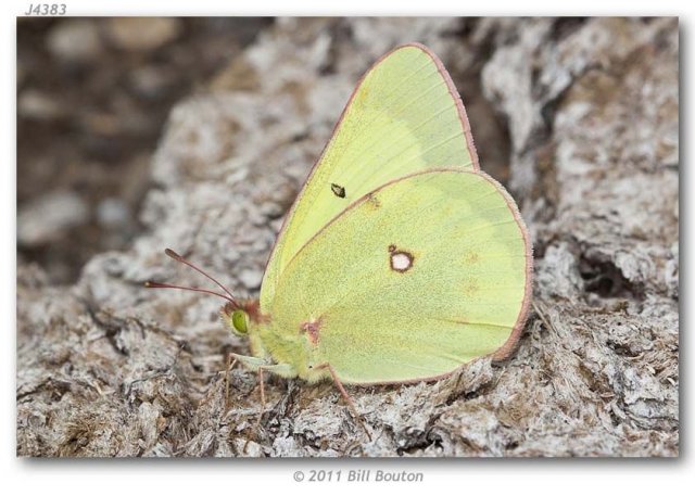 http://butterfliesofamerica.com/images/Pieridae/Coliadinae/colias_gigantea_harroweri/Colias_gigantea_harroweri_M_USA_MONTANA_Beaverhead_Co._Red_Rock_Lakes_NWR_13-VII-2011_BOUTON.jpg