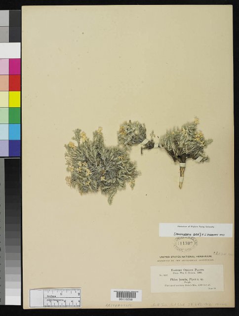 http://collections.mnh.si.edu/search/botany/?irn=2140205
