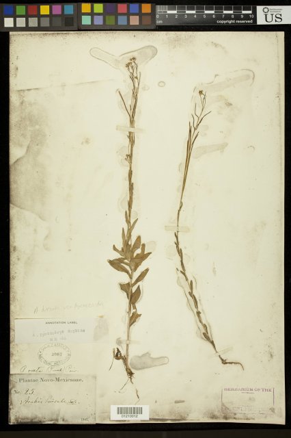 http://collections.mnh.si.edu/search/botany/?irn=11172541
