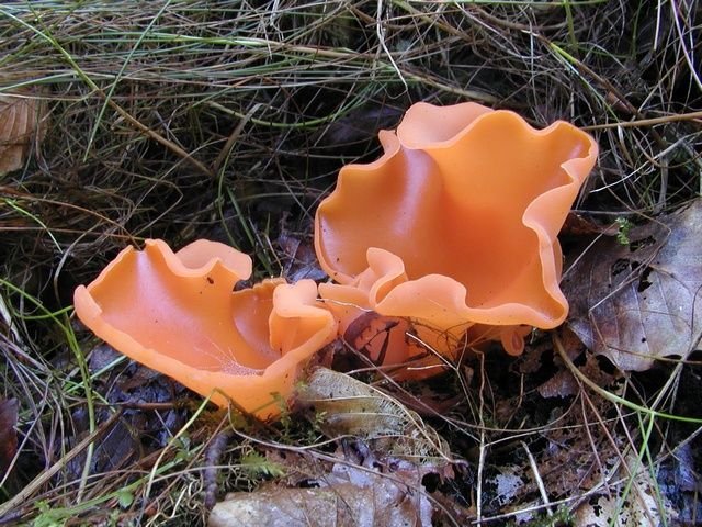 http://www.biopix.com/orange-peel-fungus-aleuria-aurantia_photo-7245.aspx