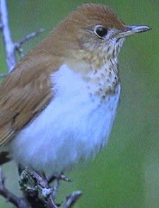 http://commons.wikimedia.org/wiki/File:Veery23.jpg