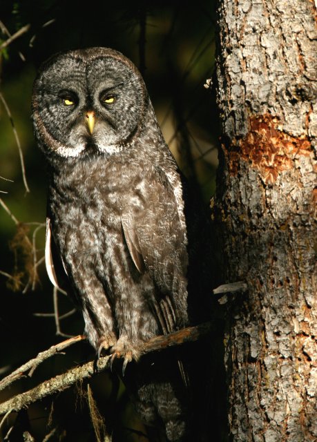 Great Gray Owl (Strix Nebulosa) | Idaho Fish And Game