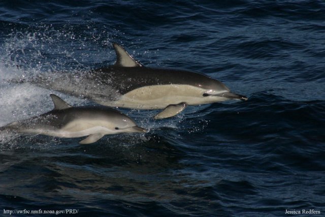 http://commons.wikimedia.org/wiki/File:Delphinus_delphis_with_calf.jpg