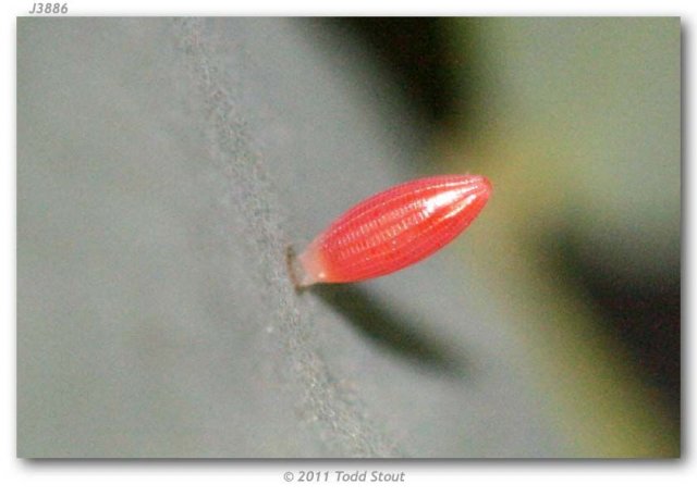 http://butterfliesofamerica.com/images/Pieridae/Coliadinae/Colias_a_alexandra/Colias_alexandra_alexandra_egg_collected_25-V-2009_on_Astragalus_beckwithii_USA_UTAH_Utah_Co._West_side_Wasatch_Mountains_at_the_Y_Mountain_Trailhead_5200_STOUT_1.jpg