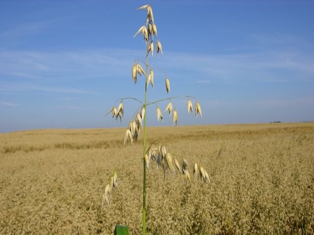 http://www.biopix.com/oat-avena-sativa_photo-27335.aspx