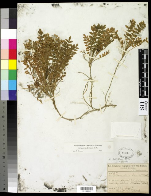 http://collections.mnh.si.edu/search/botany/?irn=10818585