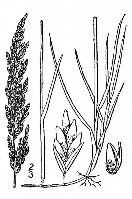 http://plants.usda.gov/java/largeImage?imageID=poar3_001_avd.tif