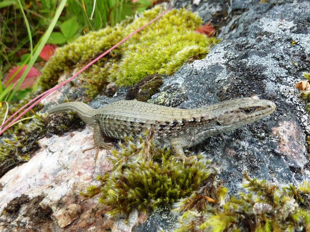 Photo of Northern Alligator Lizard