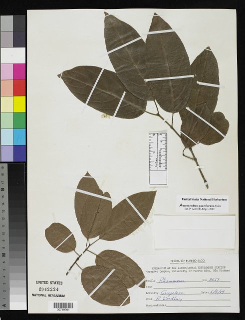 http://collections.mnh.si.edu/search/botany/?irn=10440317