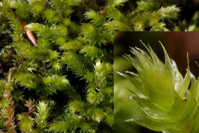 http://www.biopix.com/pendulous-wing-moss-antitrichia-curtipendula_photo-54639.aspx