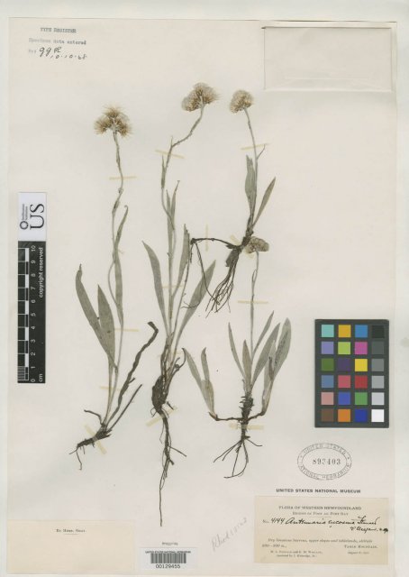 http://collections.mnh.si.edu/services/media.php?env=botany&irn=10075044