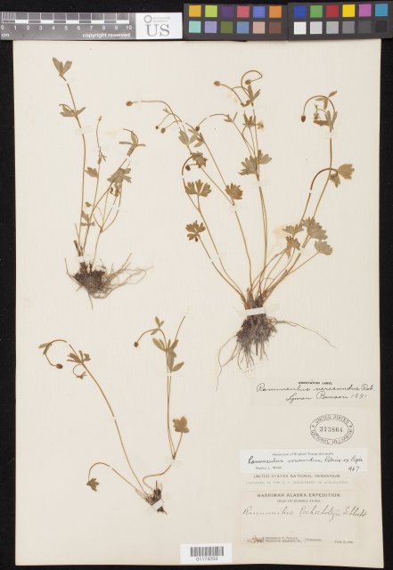 http://collections.mnh.si.edu/search/botany/?irn=10803131