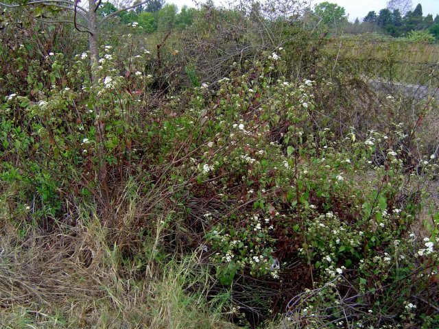 http://www.zimbabweflora.co.zw/speciesdata/images/15/158690-2.jpg