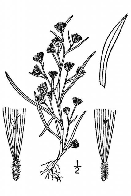 http://plants.usda.gov/java/largeImage?imageID=bran4_001_avd.tif