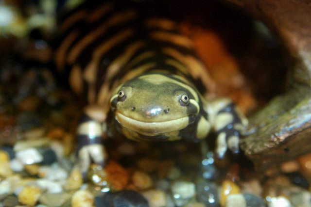 http://commons.wikimedia.org/wiki/File:Barred_Tiger_Salamander_Tennoji.jpg