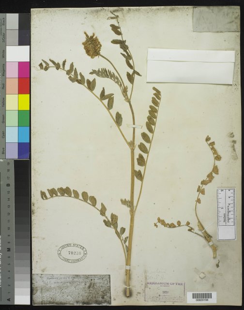 http://collections.mnh.si.edu/search/botany/?irn=10059709