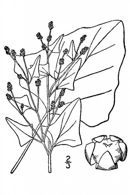 http://plants.usda.gov/java/largeImage?imageID=chfr3_001_avd.tif