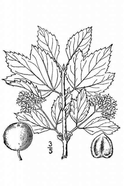 http://plants.usda.gov/java/largeImage?imageID=vipa11_001_avd.tif