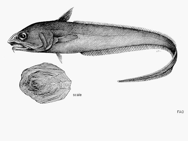http://www.fishbase.org/summary/SpeciesSummary.php?id=8435