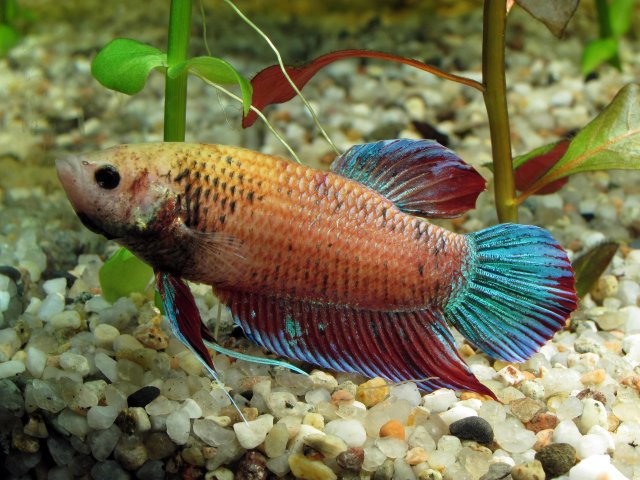 http://commons.wikimedia.org/wiki/File:Siamese_fighting_fish_(Betta_splendens)_female_orange.JPG