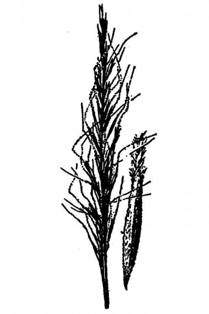 http://plants.usda.gov/java/largeImage?imageID=stoc2_001_avd.tif