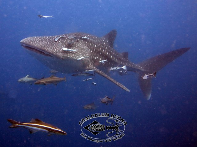 http://www.chaloklum-diving.com/marine-life-koh-phangan/fish-reptiles-squirts-chordata/sharks-rays-chondrichthyes/sharks-carcharhinidae/whale-shark-rhincodon-typus/view/page-2