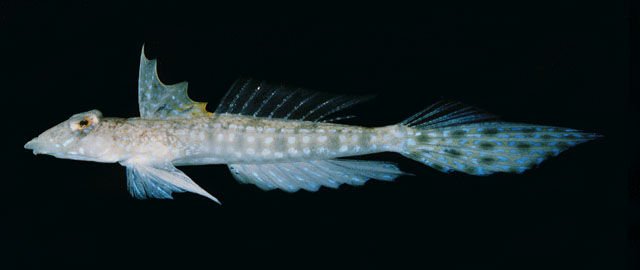 http://www.fishbase.org/summary/SpeciesSummary.php?id=17029