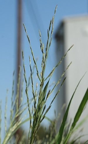 http://www.illinoiswildflowers.info/grasses/plants/brd_sprangle.htm