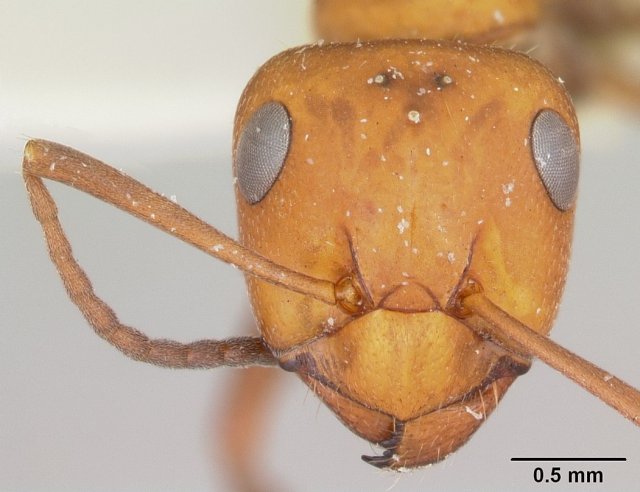 http://www.antweb.org/description.do?genus=formica&name=laeviceps&rank=species