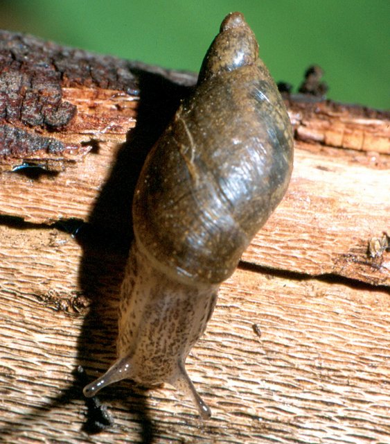 http://commons.wikimedia.org/wiki/File:Kanab_Ambersnail.jpg