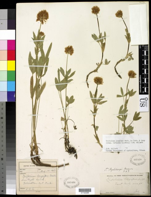 http://collections.mnh.si.edu/search/botany/?irn=10585827