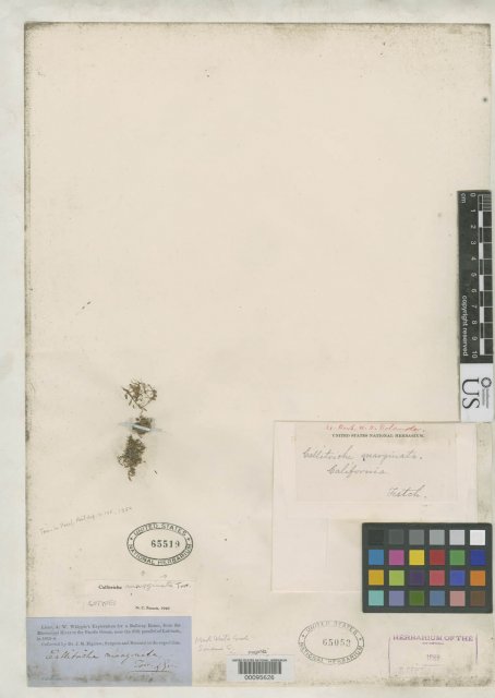 http://collections.mnh.si.edu/services/media.php?env=botany&irn=10087846