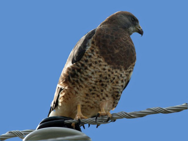 http://commons.wikimedia.org/wiki/File:Swainson's_Hawk_(Buteo_swainsoni)_RWD.jpg