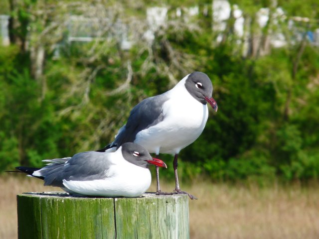 http://commons.wikimedia.org/wiki/File:Leucophaeus_atricilla_-_pair_-_South_Carolina.jpg