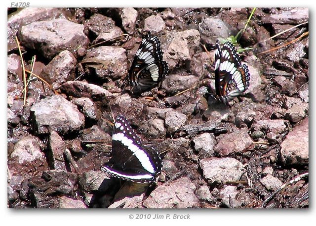 http://butterfliesofamerica.com/images/Nymphalidae/Limenitidinae/limenitis_weidemeyerii_coah_seg/Limenitis_weidemeyerii-Coahuila_segregate-M-M_MX_Coahuila_near_Campo_Uno_Maderas_del_Carmen_9_June_2005_4.JPG