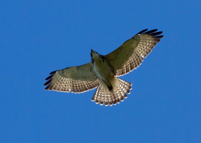 http://commons.wikimedia.org/wiki/File:Buteo_platypterus_immature_flying.jpg