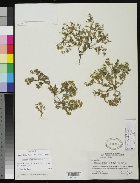 http://collections.mnh.si.edu/search/botany/?irn=2087944