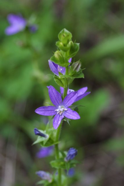 http://bioimages.vanderbilt.edu/gq/baskauf/gtrpe4-flcloseup12134.jpg