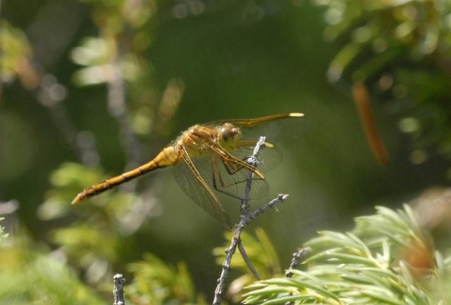 http://animaldiversity.ummz.umich.edu/site/resources/phil_myers/odonata/Libellulidae_S-Z/sympetrum_costiferum4677.jpg/medium.jpg