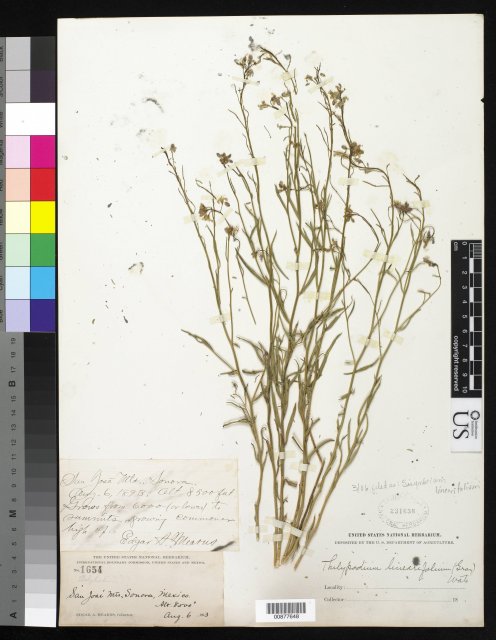 http://collections.mnh.si.edu/services/media.php?env=botany&irn=10282646