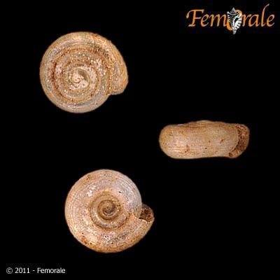 http://www.femorale.com/shellphotos/detail.asp?species=Helicodiscus%20parallelus%20(Say,%201821)