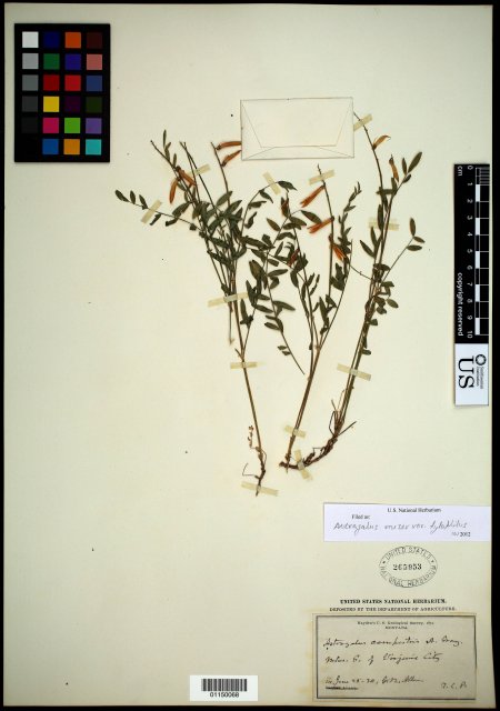 http://collections.mnh.si.edu/search/botany/?irn=10592336