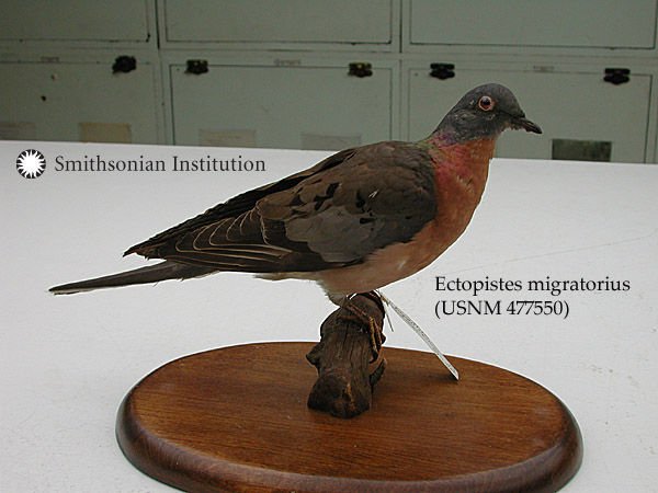 http://collections.mnh.si.edu/search/birds/?irn=4100521